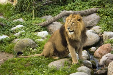 Asyalı aslan (Panthera leo leo).