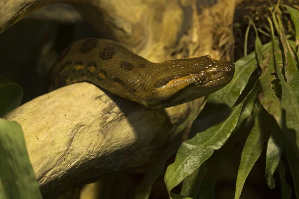 Green Anaconda Eunectes Murinus — Stock Photo, Image