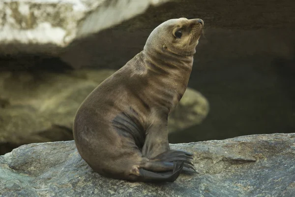 Калифорнийский Морской Лев Zalophus Californianus — стоковое фото