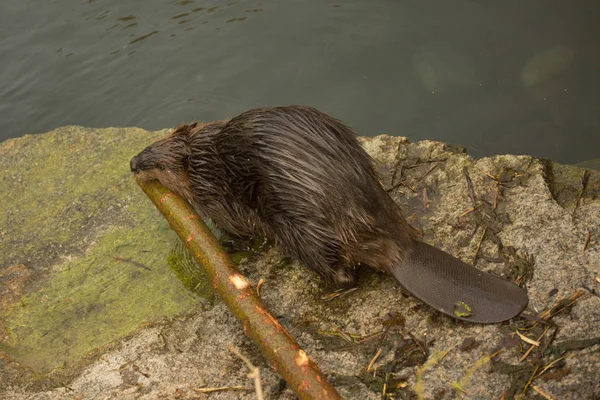 Avrasya kunduzu (Castor lifi).