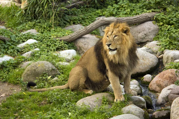 Ázsiai Oroszlán Panthera Leo Leo — Stock Fotó