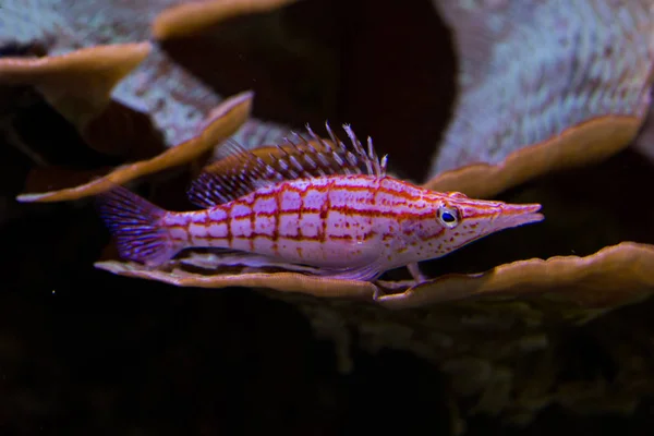 Der Langnasen Falkenfisch Oxycirrhites Typus — Stockfoto