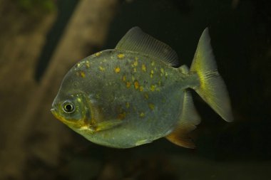 Redhook myleus, redhook gümüş Doları (Myloplus rubripinnis).