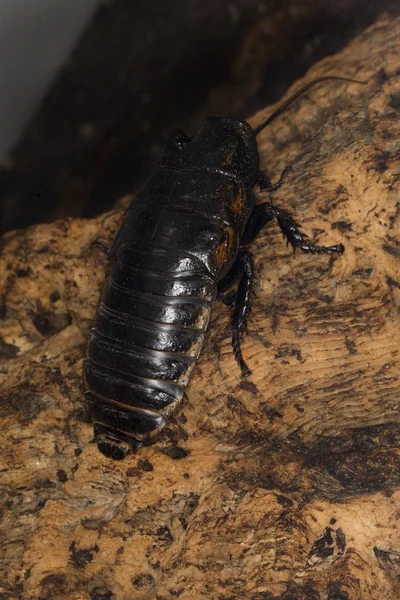 马达加斯加咝嘶蟑螂 Princisia Vanwaerebeki — 图库照片