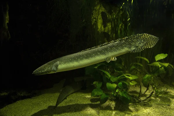West African Lungfish Protopterus Annectens — Stock Photo, Image