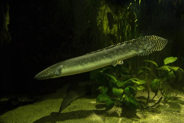 Westafrikanischer Lungenfisch Protopterus Annectens — Stockfoto