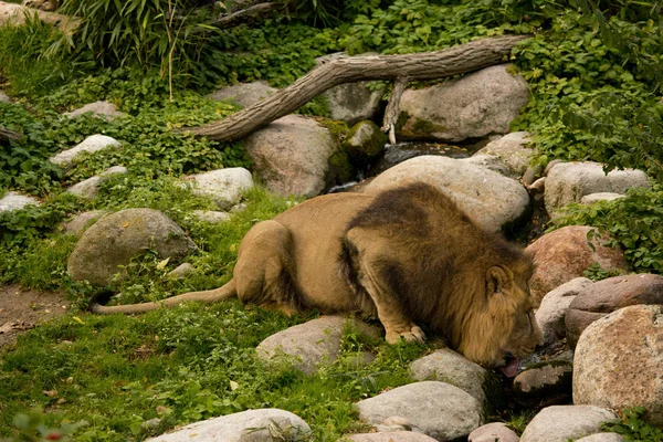 Ázsiai Oroszlán Panthera Leo Leo — Stock Fotó