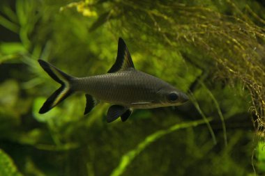 Vieja melanura (Kızıl baş cichlid, quetzal cichlid, ateş başlı cichlid). 