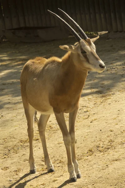 弯刀羚羊 弯刀角的羚羊 撒哈拉沙漠的羚羊 Dammah — 图库照片