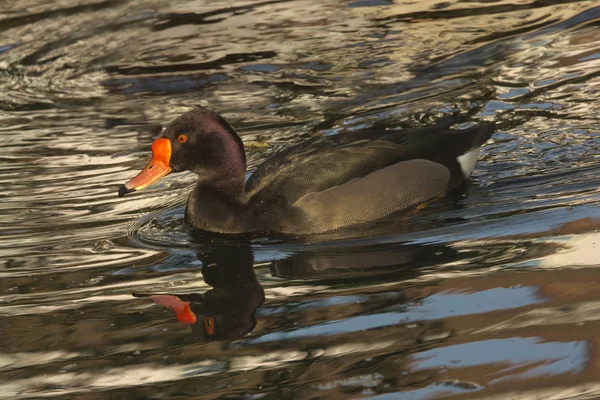 Pochard Pico Rosado Rosybill Rosybill Pochard Netta Peposaca — Foto de Stock