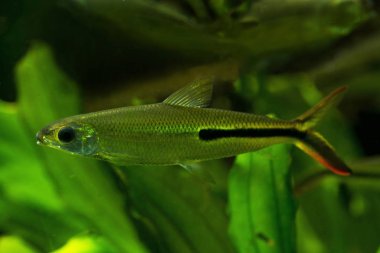 Slender Hemiodus, Kızıl Hemiodus, (Hemiodus gracilis, Hemiodopsis semitaeniata).