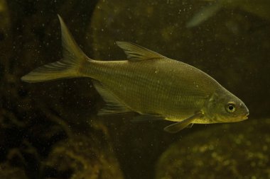  Beyaz çipura, gümüş çipura (Abramis bjoerkna, Blicca bjoerkna).