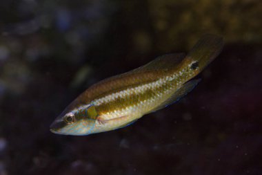 Ocellated wrasse (Symphodus ocellatus).