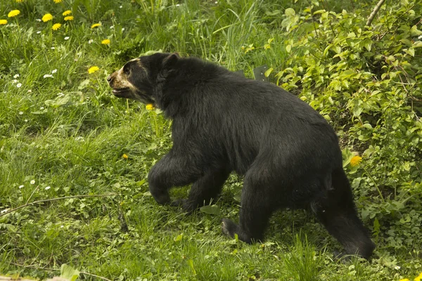 Oso Anteojos Tremarctos Ornatus — Foto de Stock