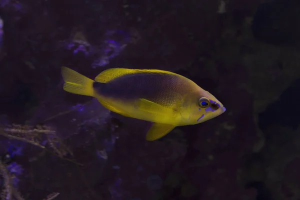 Hameau Timide Hypoplectrus Guttavarius Aquarium — Photo