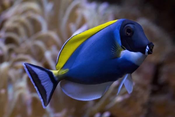 Powder Blue Tang Acanthurus Leucosternon — Stock Photo, Image