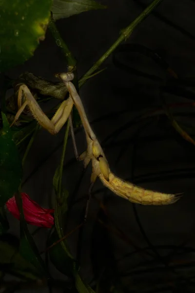 Louva Deus Stagmatoptera Biocellata — Fotografia de Stock