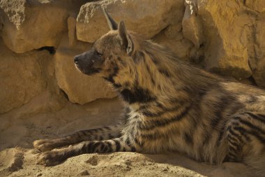 Çizgili sırtlan (Hyaena hyaena).