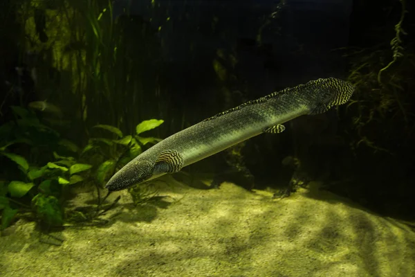 Batı Afrika akciğerli balıklar (protopterus annectens).