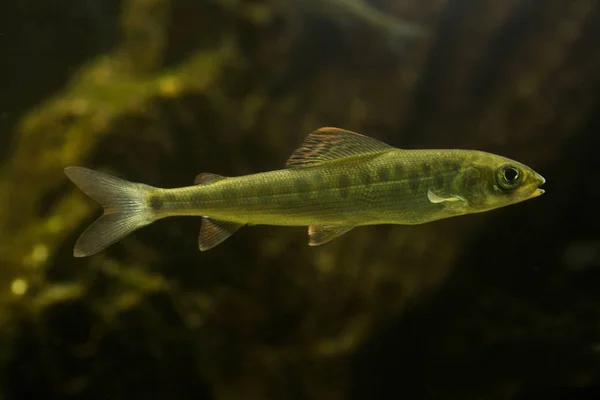 Grayling Thymallus Thymallus Akwarium — Zdjęcie stockowe