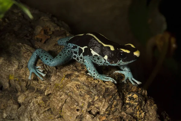 Teñido Rana Dardo Tinc Teñido Rana Venenosa Dendrobates Tinctorius —  Fotos de Stock