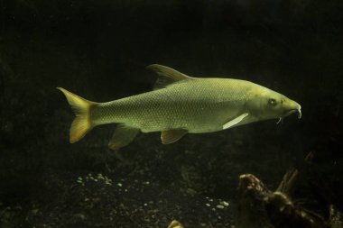Avrupa barbeli (Barbus barbusu).