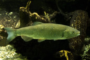 Avrupa Chub (Squalius cephalus)).