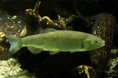 The European Chub (Squalius cephalus). clipart