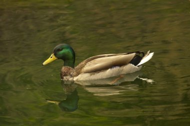 Kuzeyli kürekçi (Spatula clypeata).