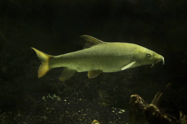 European Barbel Barbus Barbus — Stock fotografie