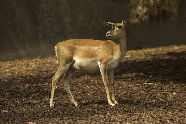 Gekookte Gazelle Gazella Subgutturosa — Stockfoto