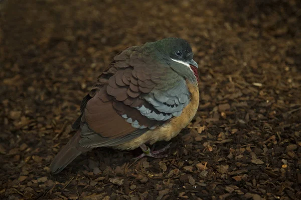 Corazón Sangrante Mindanao Gallicolumba Crinigera — Foto de Stock