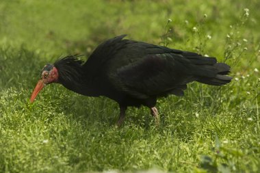 Kuzey kel aynak, münzevi aynak, waldrapp (Geronticus eremita).