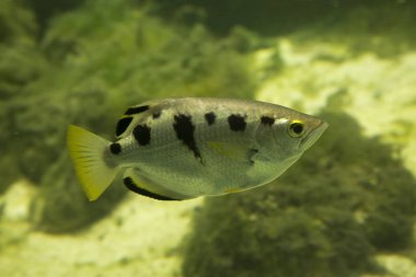Yaygın okçu balığı, yedi noktalı okçu balığı, büyük ölçekli okçu balığı (Toxotes chatareus).