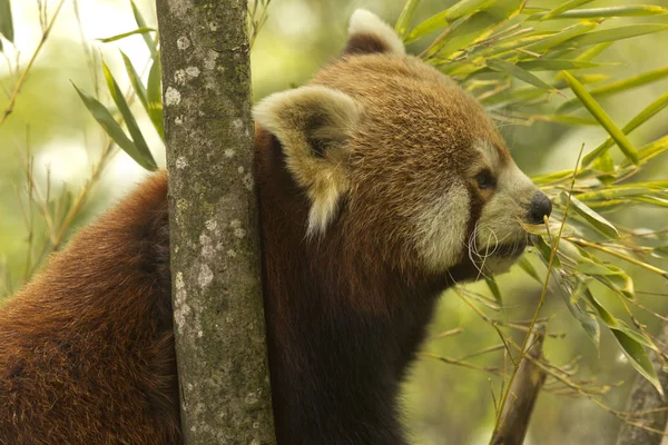 Panda Červená Ailurus Fulgens — Stock fotografie