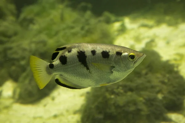 Archerfish Zwyczajny Archerfish Siedmiopunktowy Archerfish Duży Toxotes Chatareus — Zdjęcie stockowe