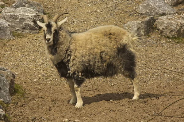 Kaşmir keçi (Capra kaşmir).