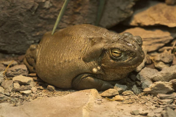 Жаба Реки Колорадо Incilius Alvarius — стоковое фото