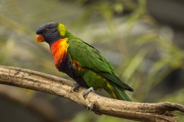Gökkuşağı lori (Trichoglossus moluccanus).