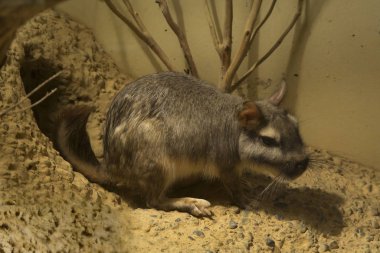 Vacacha ovaları (Lagostomus maximus)).