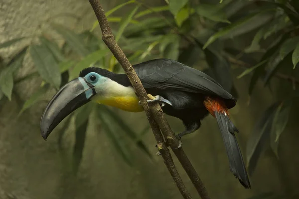 Citron Boğazlı Tukan Ramphastos Citreolaemus — Stok fotoğraf