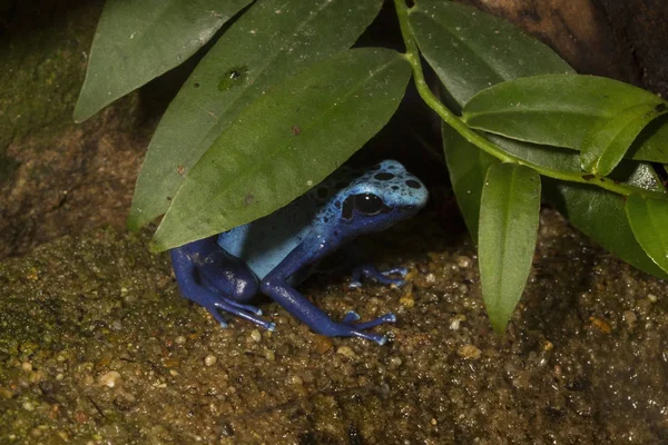 Der Blaue Pfeilgiftfrosch Oder Der Blaue Pfeilgiftfrosch Dendrobates Tinctorius Azureus — Stockfoto