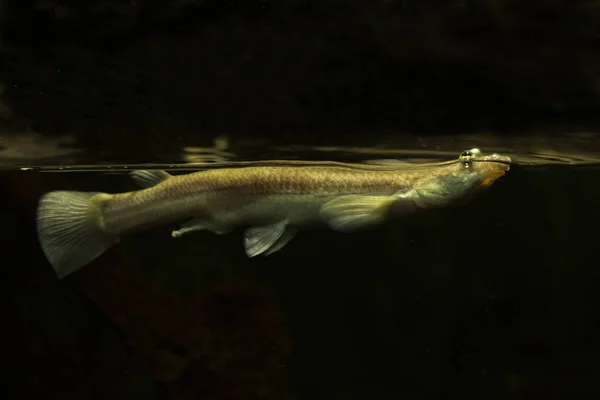 四つ目の魚 — ストック写真