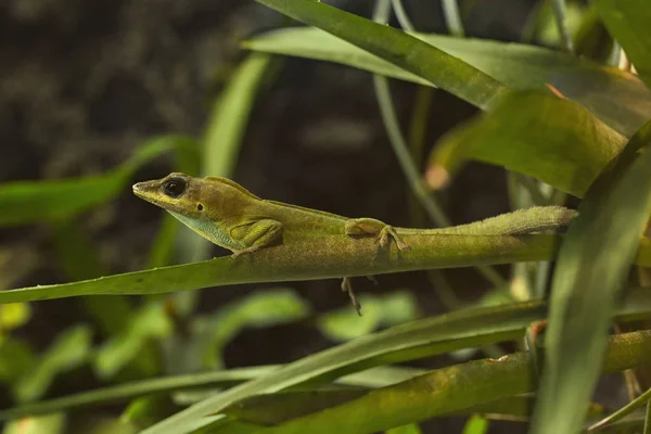 Saint Vincent Bush Anole Trinidad Anole Anolis Trinitatis — Stock Photo, Image