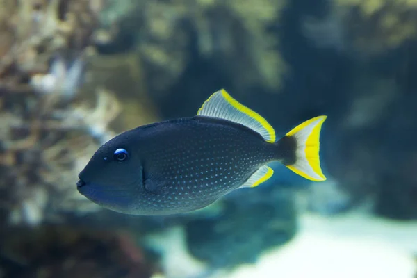 Zlacené Triggerfish Nebo Spouštěcí Ryby Modrým Hrdlem Xanthichthys Auromarginatus — Stock fotografie