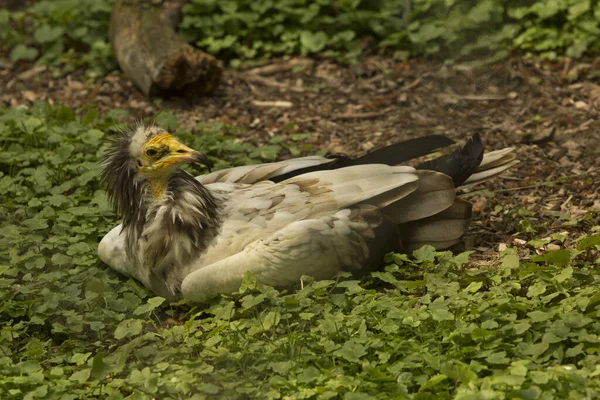 Egyptian Vulture White Scavenger Vulture Pharaoh Chicken Neophron Percnopterus — Stock Photo, Image