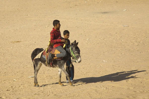 Tozeur Tunus Aralık 2018 Çocuk Bir Eşek Sahra Çölünde Tozeur — Stok fotoğraf