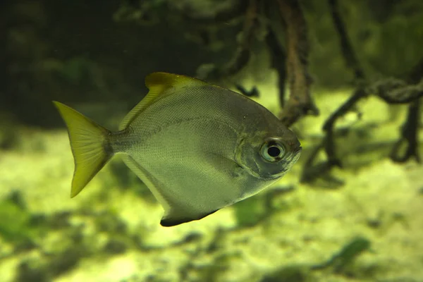 Срібна Мавпа Срібна Масляна Діамантова Риба Monodactylus Argenteus — стокове фото