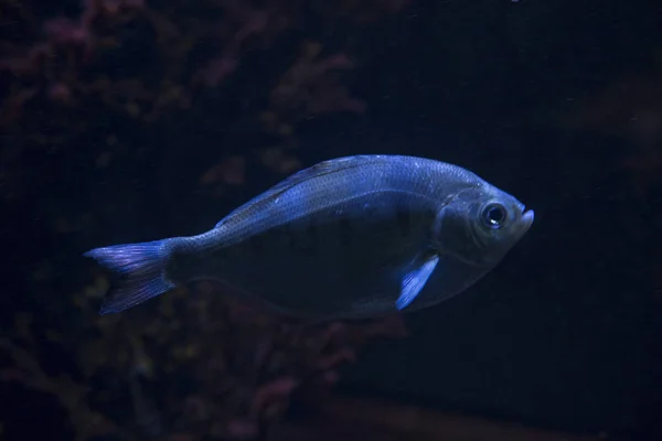 Surfperch Prata Hyperprosopon Ellipticum — Fotografia de Stock