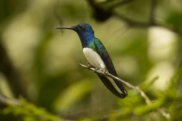 Белошейный Якобин Florisuga Mellivora Самец — стоковое фото